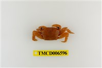 藏品(方形大額蟹)的圖片